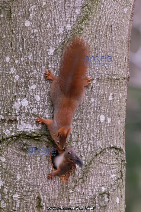 : Eurasian red squirrel (Sciurus vulgaris), two young : Eurasian red squirrel (Sciurus vulgaris), two young