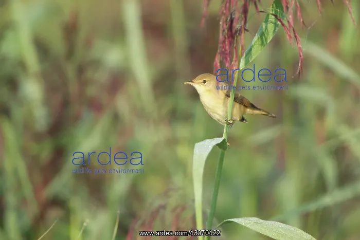 : Eurasian Reed Warbler : Eurasian Reed Warbler