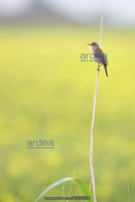 : Eurasian Reed Warbler : Eurasian Reed Warbler
