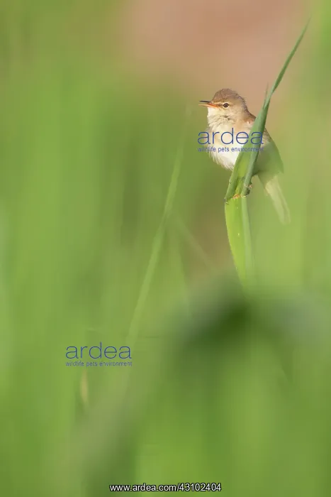 : Eurasian Reed Warbler : Eurasian Reed Warbler