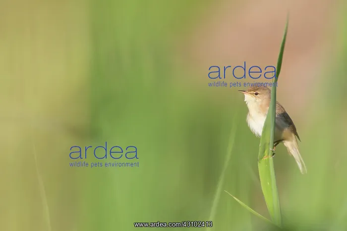 : Eurasian Reed Warbler : Eurasian Reed Warbler