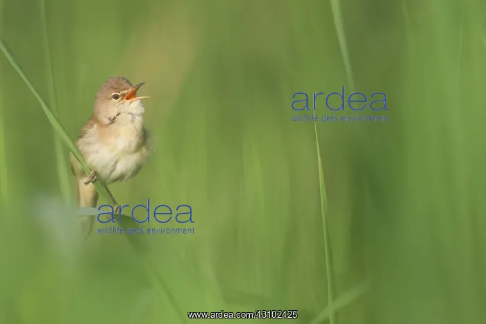 : Eurasian Reed Warbler : Eurasian Reed Warbler