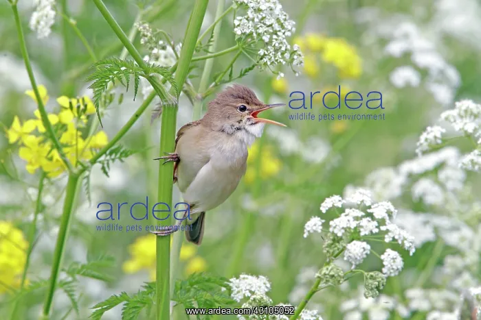 : Eurasian Reed Warbler : Eurasian Reed Warbler