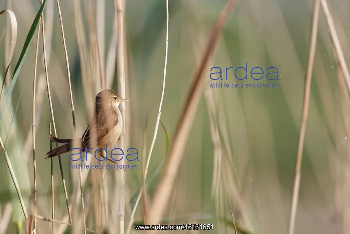 : Eurasian Reed Warbler : Eurasian Reed Warbler