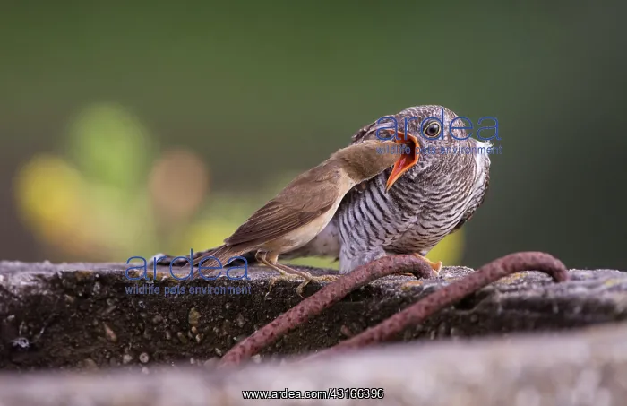 : Eurasian Reed Warbler : Eurasian Reed Warbler