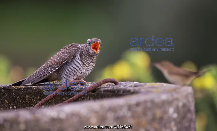 : Eurasian Reed Warbler : Eurasian Reed Warbler
