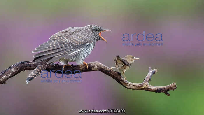 : Eurasian Reed Warbler : Eurasian Reed Warbler