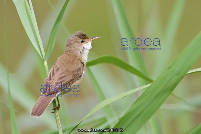 : Eurasian Reed Warbler : Eurasian Reed Warbler