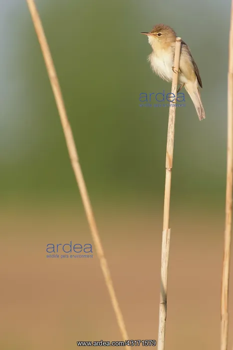 : Eurasian Reed Warbler : Eurasian Reed Warbler