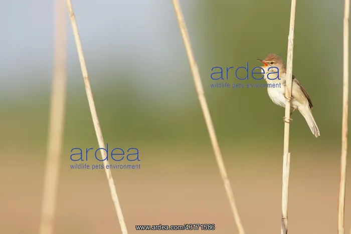 : Eurasian Reed Warbler : Eurasian Reed Warbler