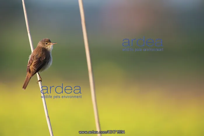 : Eurasian Reed Warbler : Eurasian Reed Warbler