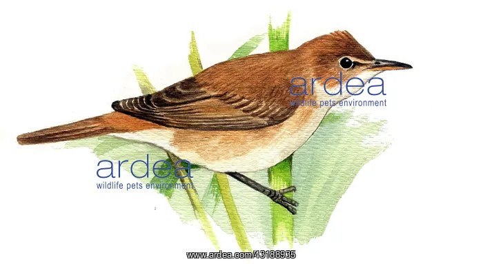 : Eurasian Reed Warbler : Eurasian Reed Warbler
