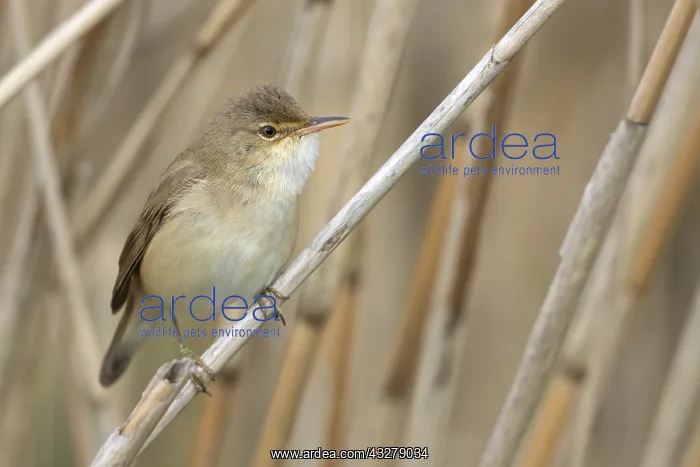 : Eurasian Reed Warbler (Acrocephalus scirpaceus) : Eurasian Reed Warbler (Acrocephalus scirpaceus)