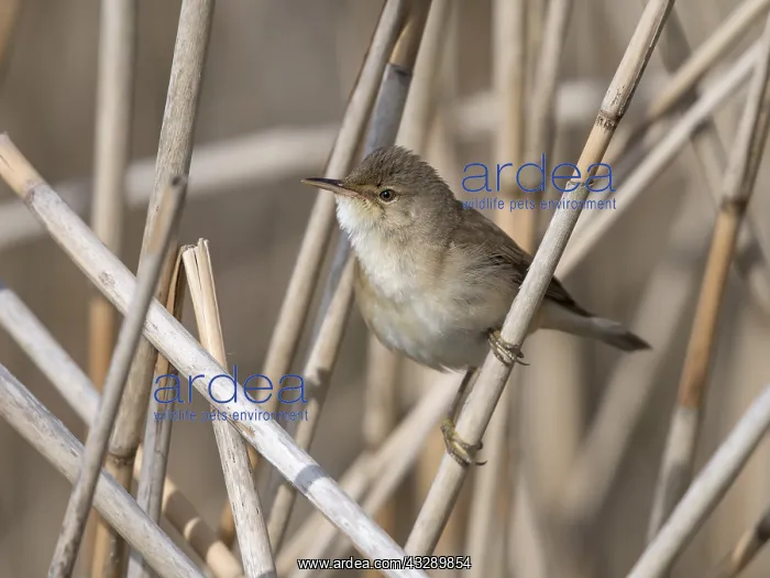 : Eurasian Reed Warbler (Acrocephalus scirpaceus) : Eurasian Reed Warbler (Acrocephalus scirpaceus)
