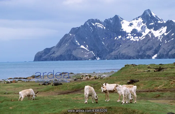: Eurasian Reindeer (Rangifer tarandus) herd : Eurasian Reindeer (Rangifer tarandus) herd