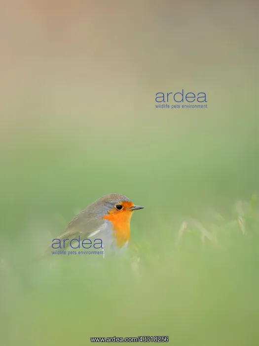 : Eurasian Robin (Erithacus rubecula) in farmersl : Eurasian Robin (Erithacus rubecula) in farmersl