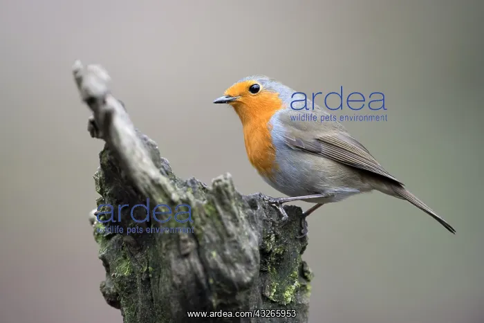 : Eurasian Robin (Erithacus rubecula) perched on : Eurasian Robin (Erithacus rubecula) perched on