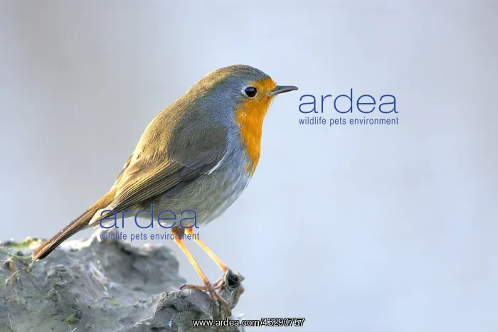 : Eurasian Robin (Erithacus rubecula) perched in : Eurasian Robin (Erithacus rubecula) perched in