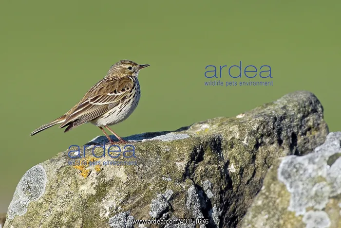 : Eurasian Rock Pipit (Anthus petrosus) foraging on rock : Eurasian Rock Pipit (Anthus petrosus) foraging on rock