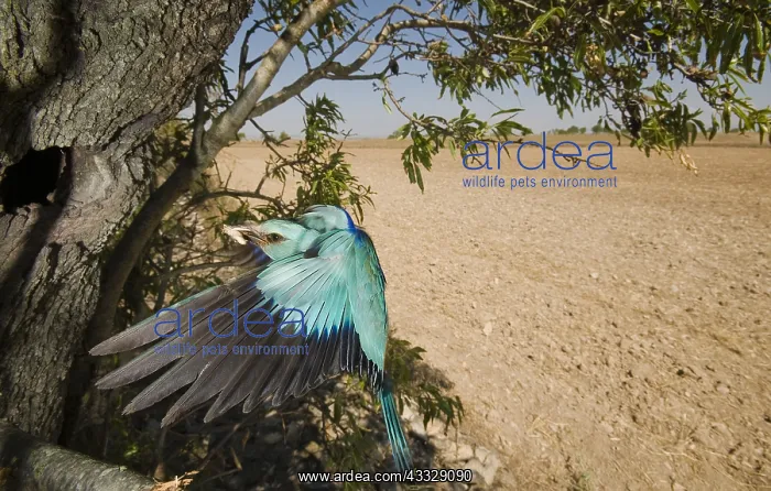 : Eurasian Roller (Coracias garrulus) adult arrives : Eurasian Roller (Coracias garrulus) adult arrives