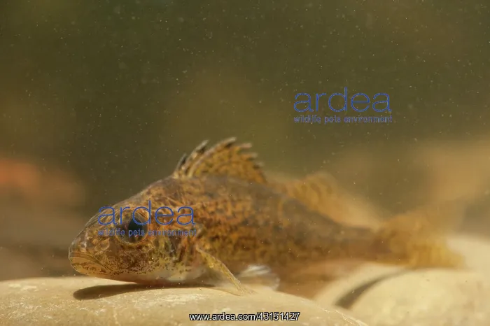 : Eurasian Ruffe : Eurasian Ruffe