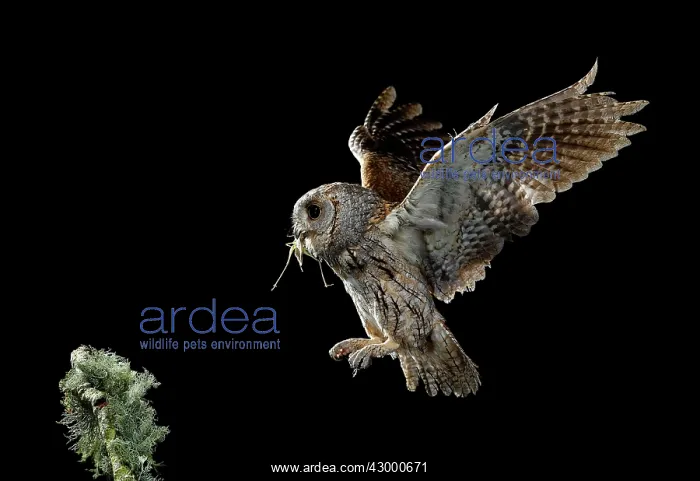 : Eurasian Scops Owl adult in flight with prey : Eurasian Scops Owl adult in flight with prey