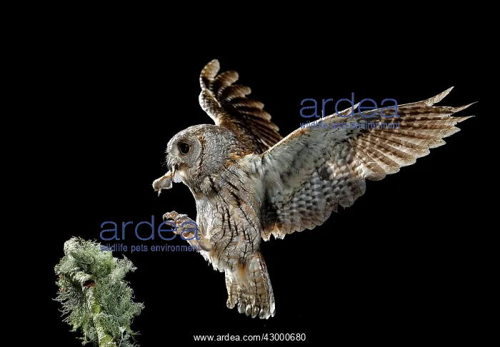 : Eurasian Scops Owl adult in flight with prey : Eurasian Scops Owl adult in flight with prey