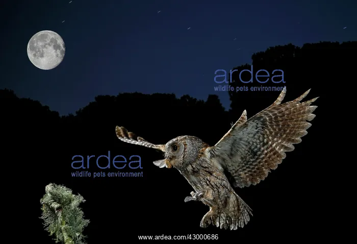: Eurasian Scops Owl adult in flight with prey and moon : Eurasian Scops Owl adult in flight with prey and moon