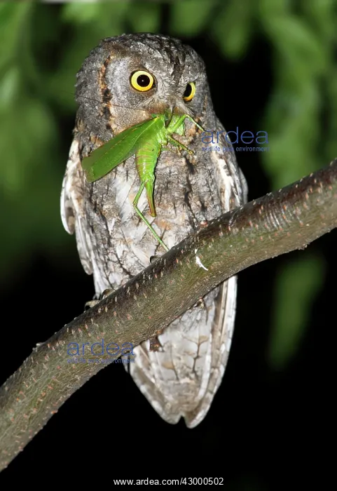 : Eurasian Scops Owl - adult perched on a branch of a tree : Eurasian Scops Owl - adult perched on a branch of a tree