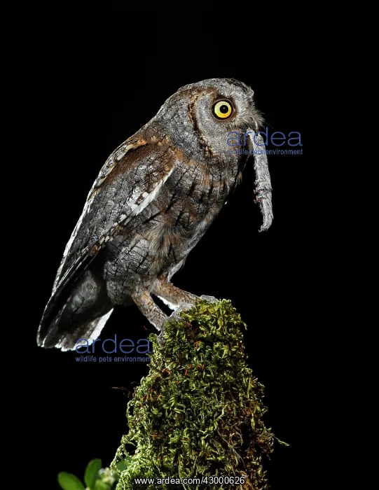 : Eurasian Scops Owl adult perched with prey : Eurasian Scops Owl adult perched with prey