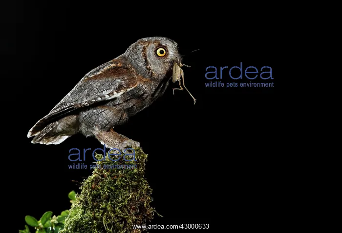 : Eurasian Scops Owl adult perched with prey : Eurasian Scops Owl adult perched with prey