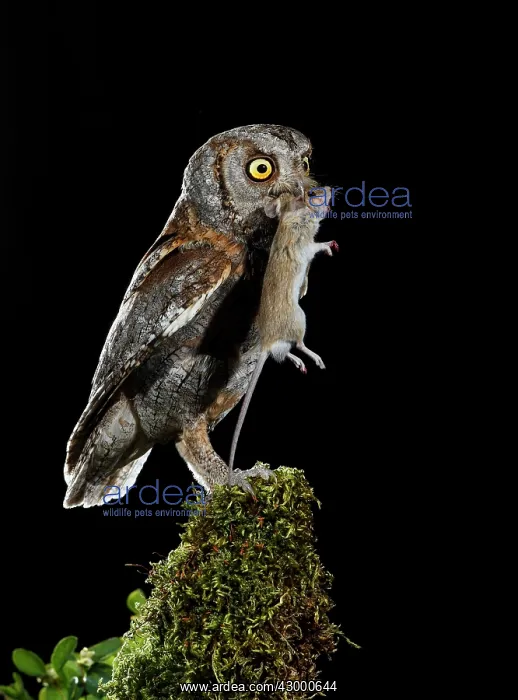 : Eurasian Scops Owl adult perched with prey : Eurasian Scops Owl adult perched with prey