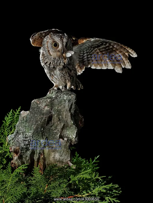 : Eurasian Scops Owl adult perched with prey : Eurasian Scops Owl adult perched with prey