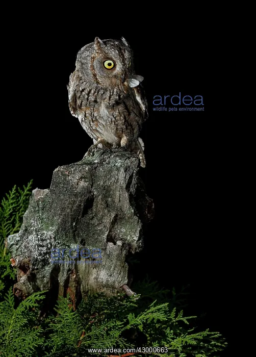 : Eurasian Scops Owl adult perched with prey : Eurasian Scops Owl adult perched with prey