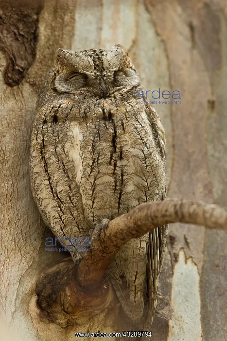 : Eurasian Scops Owl (Otus scops) roosting in a E : Eurasian Scops Owl (Otus scops) roosting in a E