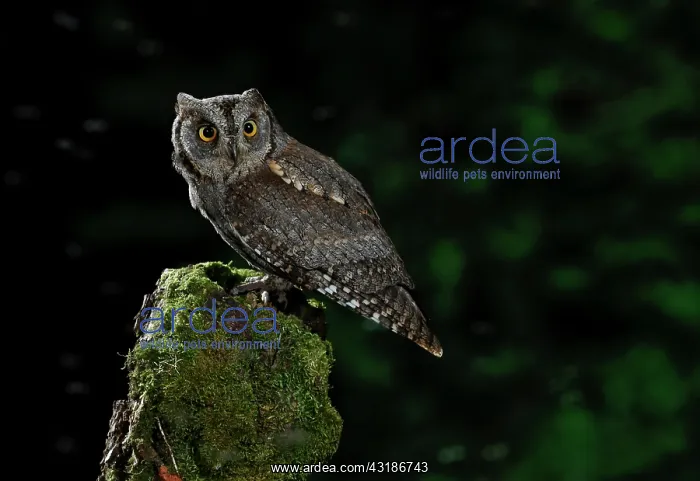 : Eurasian Scops Owl (Otus scops) on a stump, Salamanca : Eurasian Scops Owl (Otus scops) on a stump, Salamanca