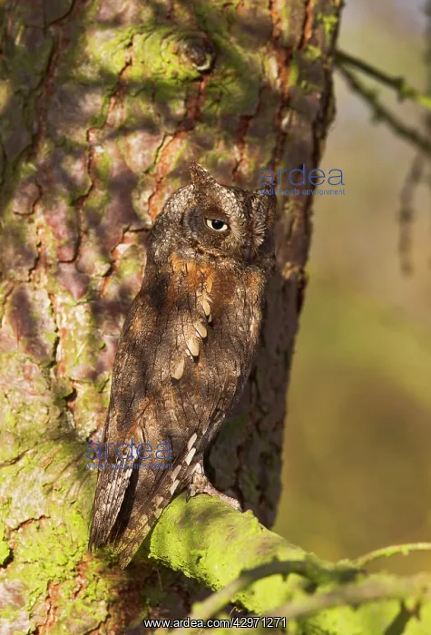 : Eurasian Scops Owl - resting in camouflaged position : Eurasian Scops Owl - resting in camouflaged position