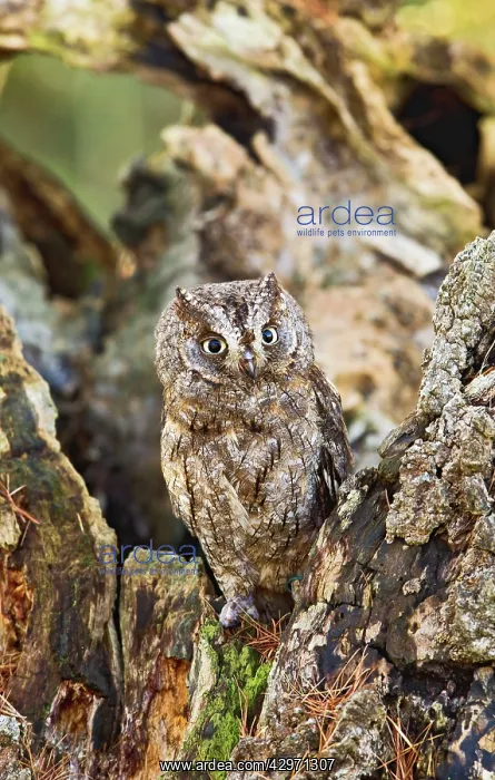 : Eurasian Scops Owl - resting on dead tree : Eurasian Scops Owl - resting on dead tree