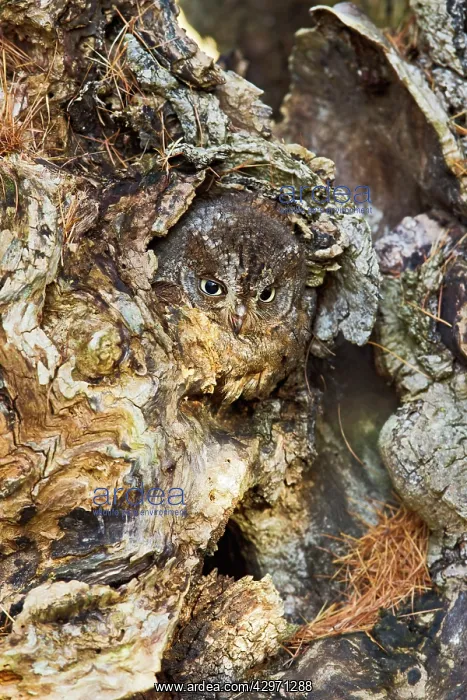 : Eurasian Scops Owl - sitting in hole in tree : Eurasian Scops Owl - sitting in hole in tree