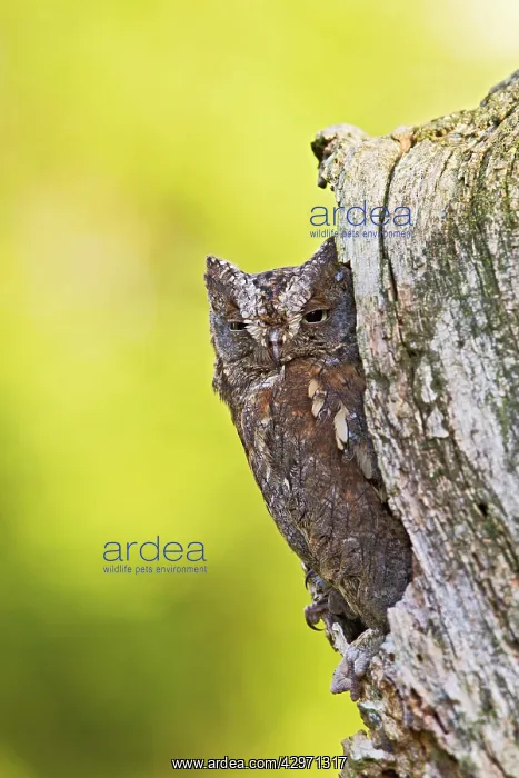 : Eurasian Scops Owl - sitting in hole in tree : Eurasian Scops Owl - sitting in hole in tree