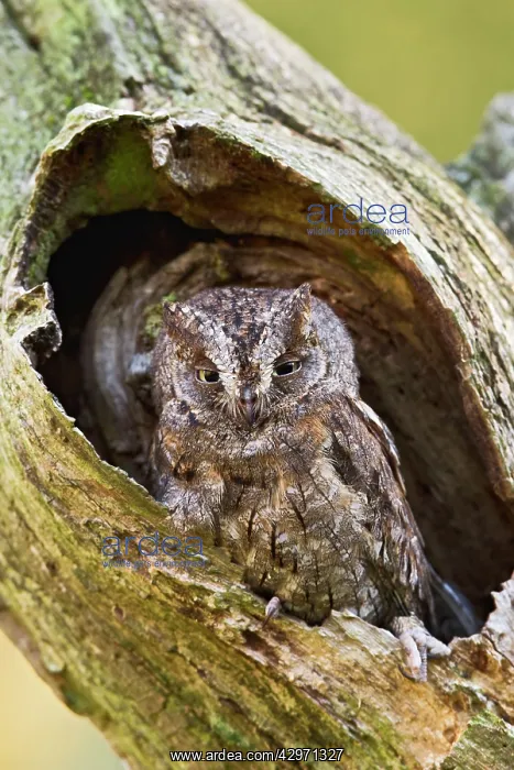: Eurasian Scops Owl - sitting in hole in tree : Eurasian Scops Owl - sitting in hole in tree