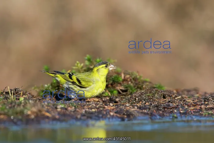 : Eurasian Siskin : Eurasian Siskin