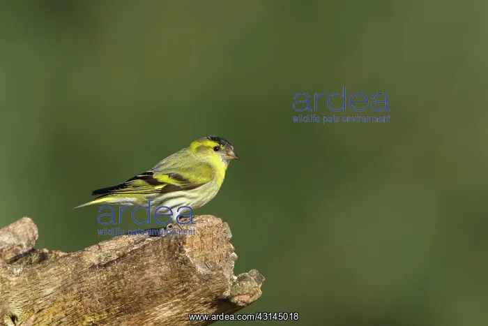 : Eurasian Siskin : Eurasian Siskin