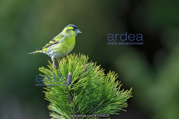 : Eurasian Siskin : Eurasian Siskin