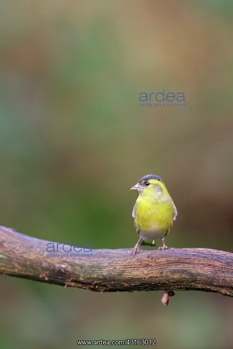 : Eurasian Siskin : Eurasian Siskin