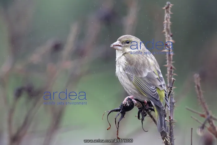 : Eurasian Siskin : Eurasian Siskin