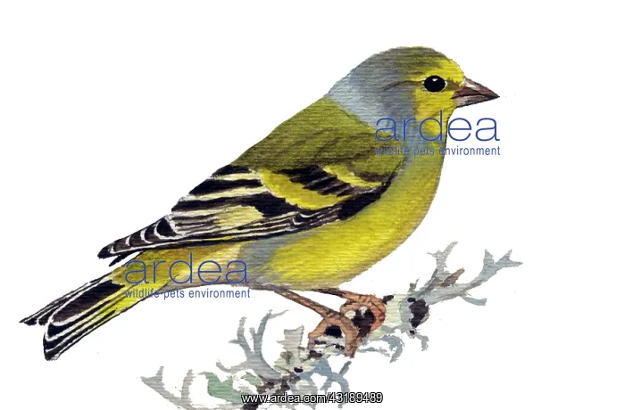 : Eurasian siskin : Eurasian siskin