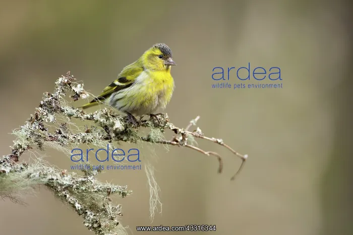 : Eurasian Siskin : Eurasian Siskin