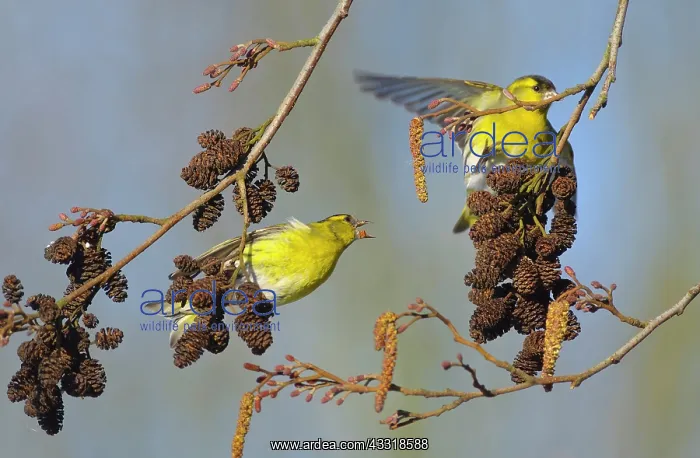 : Eurasian Siskin : Eurasian Siskin
