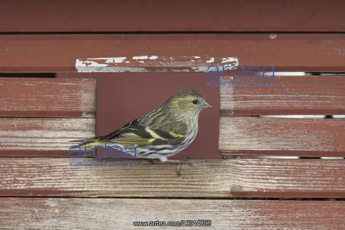 : Eurasian Siskin - adult female at feeding station - Sweden : Eurasian Siskin - adult female at feeding station - Sweden